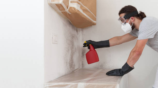 Professional Basement Mold Removal technician working in Youngsville, NC