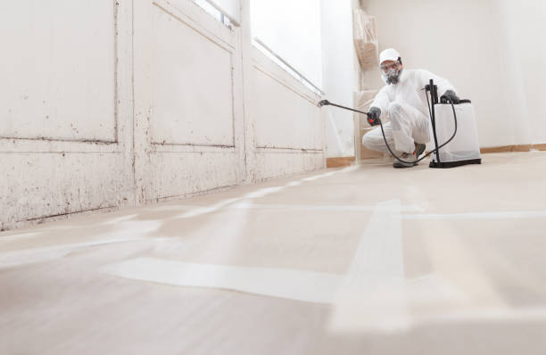 24/7 Emergency Basement Mold Removal experts in Youngsville, NC