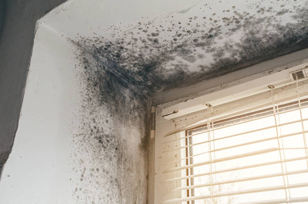 Affordable Basement Mold Removal solutions in Youngsville, NC